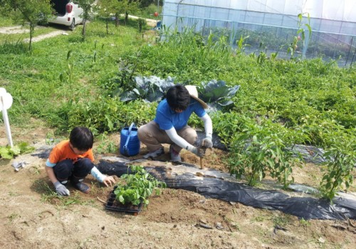 [가족문화] 우리가 땀흘려 일군 농작물이라 더욱 더 맛이있다! 가족농장