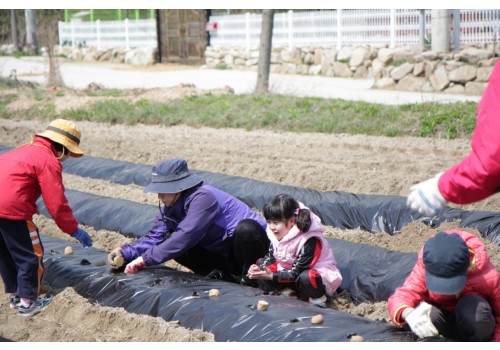 [가족문화] 가족농장 감자심기 진행하였습니다!