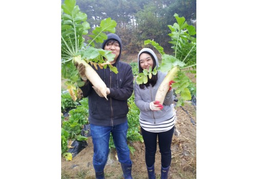 [가족문화] 마지막 수확의 시기 겨울이 오고 있습니다. 가족농장